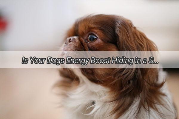 Is Your Dogs Energy Boost Hiding in a Sugar Bowl The Truth About Glucose Powder for Pups